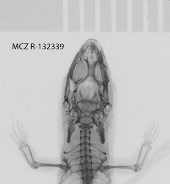 Media type: image;   Herpetology R-132339